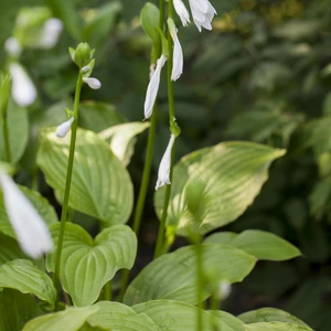 Picture - Walter's Gardens Inc.