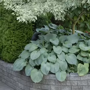 Picture - Walter's Gardens Inc.