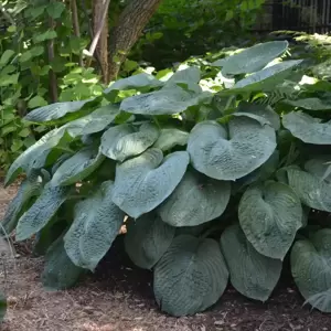 Hosta sieboldiana var. elegans - image 1