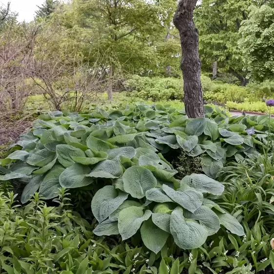 Hosta sieboldiana var. elegans - image 4