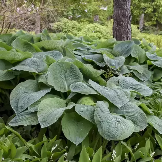 Hosta sieboldiana var. elegans - image 3