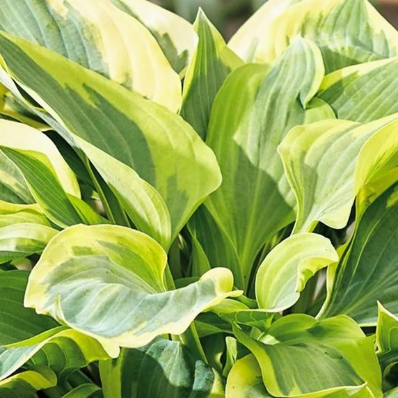 Image Credit: Walters Gardens, Inc