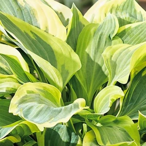 Image Credit: Walters Gardens, Inc