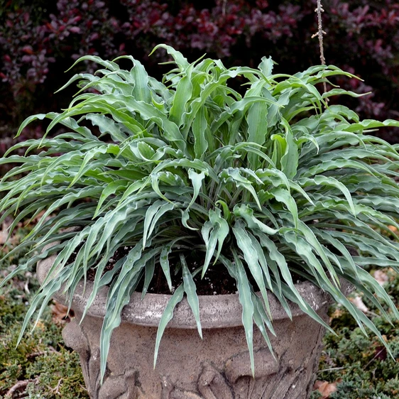 Hosta 'Silly String' - image 3