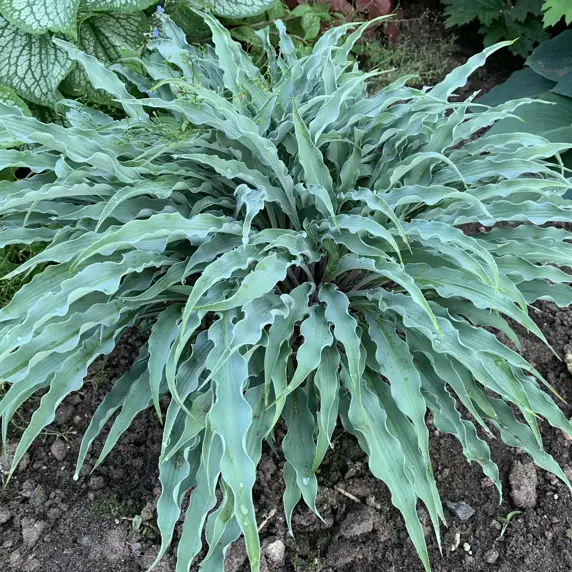 Hosta 'Silly String' 3L - image 1