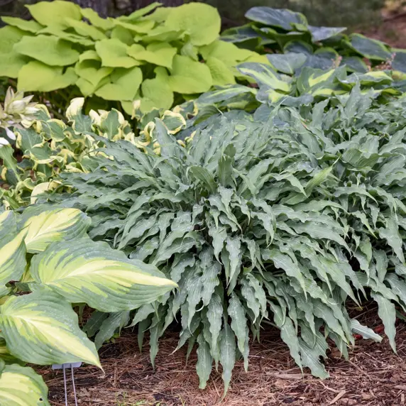 Hosta 'Silly String' 3L - image 3