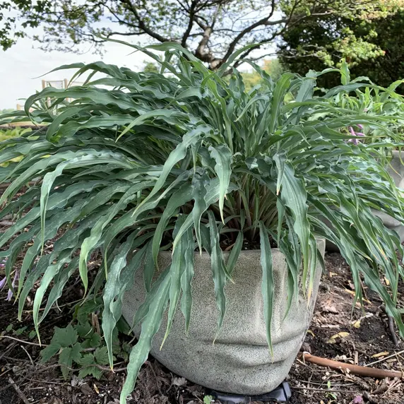Hosta 'Silly String' 3L - image 4