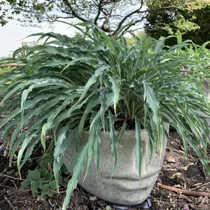 Hosta 'Silly String' 3L - image 4