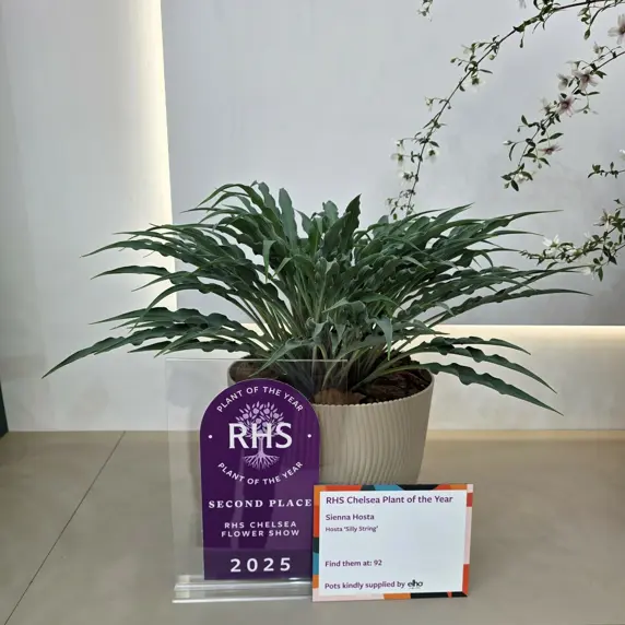 Hosta 'Silly String' 3L - image 5
