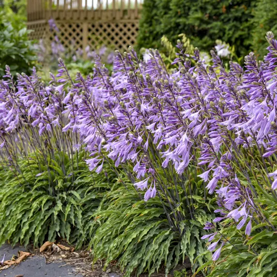 Hosta 'Silly String' 3L - image 7