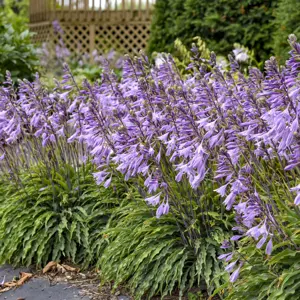 Hosta 'Silly String' 3L - image 7