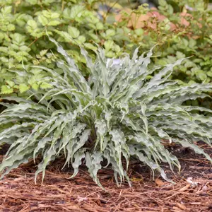 Hosta 'Silly String' 3L - image 9