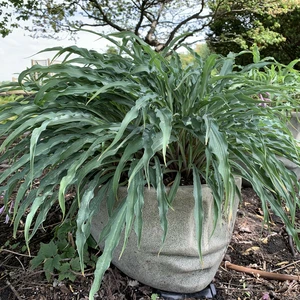 Hosta 'Silly String' - image 5