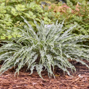 Hosta 'Silly String' - image 7