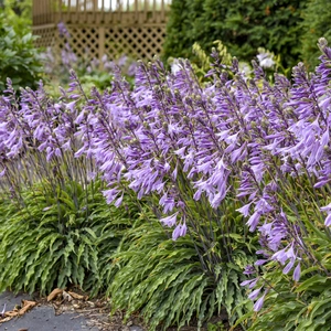 Hosta 'Silly String' - image 2