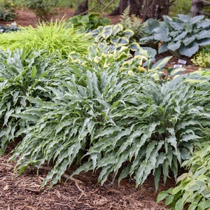 Hosta 'Silly String' - image 6