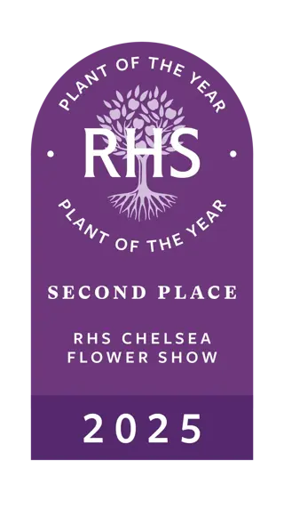 Hosta 'Silly String' 3L - image 6