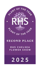 Hosta 'Silly String' 3L - image 6