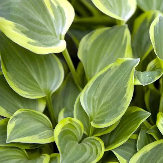 Hosta 'So Sweet'