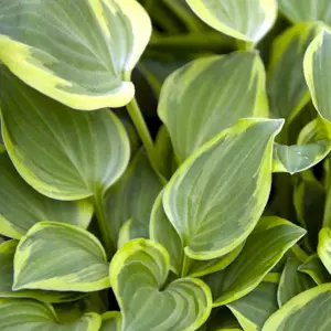 Hosta 'So Sweet'