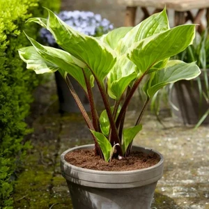 Image Credit: Walters Gardens, Inc