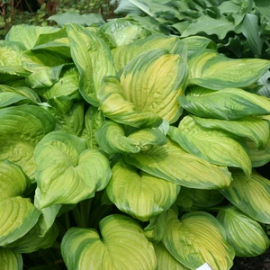 Image Credit: Walter Blom BV