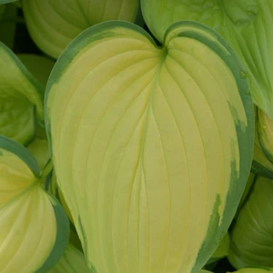 Image Credit: Walter Blom BV