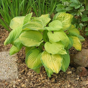 Image Credit: Walter Blom BV