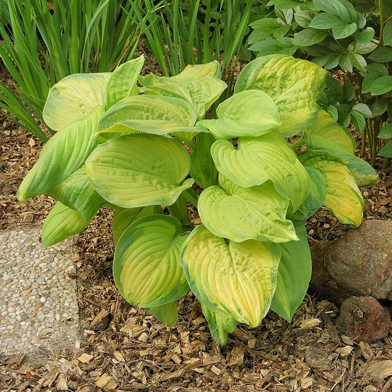 Image Credit: Walter Blom BV