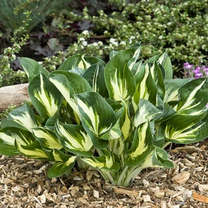 Image Credit: Walter Blom BV.