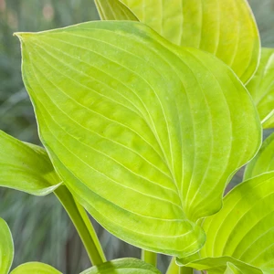 Hosta 'Sum and Substance' 1L - image 3