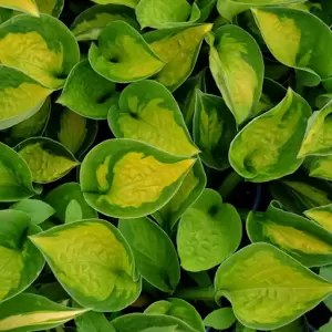 Hosta 'Sunset Grooves' 3L - image 2