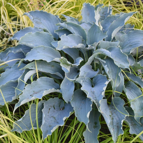 Image Credit: Walters Gardens, Inc