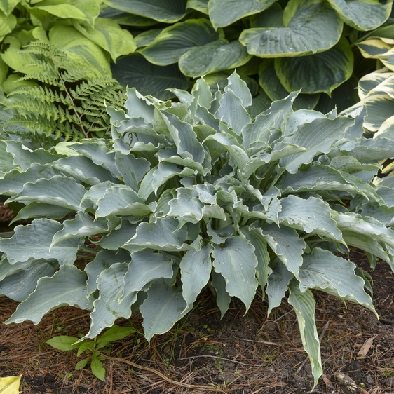 Image Credit: Walters Gardens, Inc