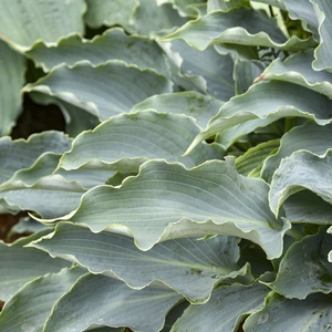 Image Credit: Walters Gardens, Inc