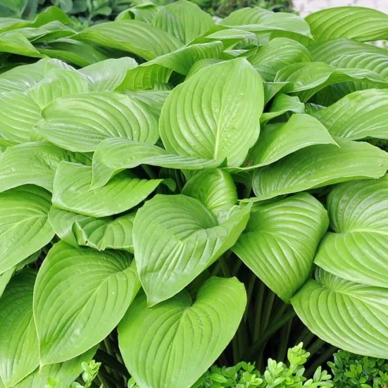 Image Credit: Walter Blom BV.