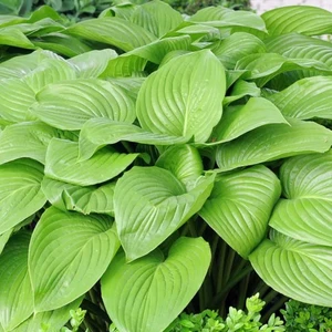 Image Credit: Walter Blom BV.