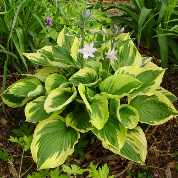 Image Credit: Walter Blom BV.