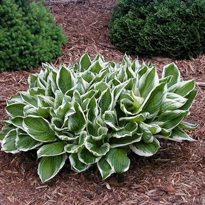 Hosta 'Undulata Albomarginata' 11cm