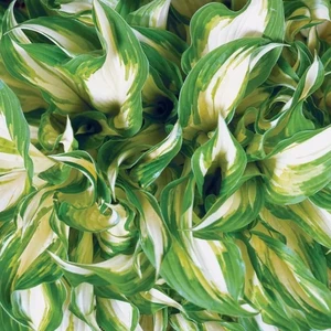 Hosta 'Undulata Mediovariegata' 3L