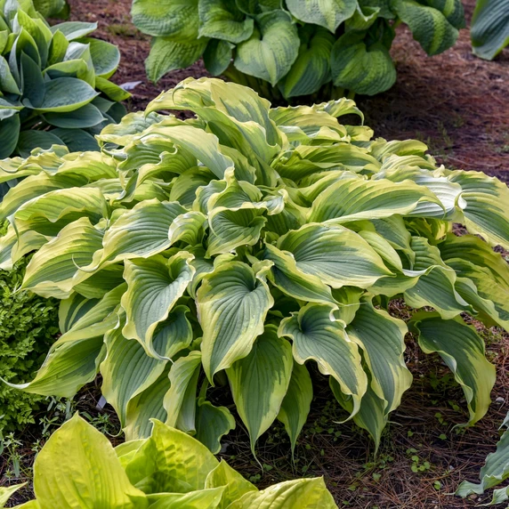Image Credit: Walters Gardens, Inc