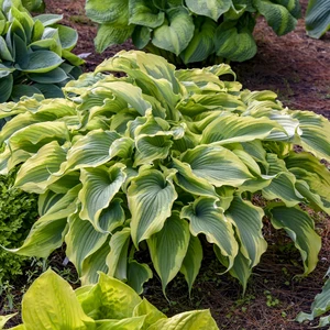 Image Credit: Walters Gardens, Inc