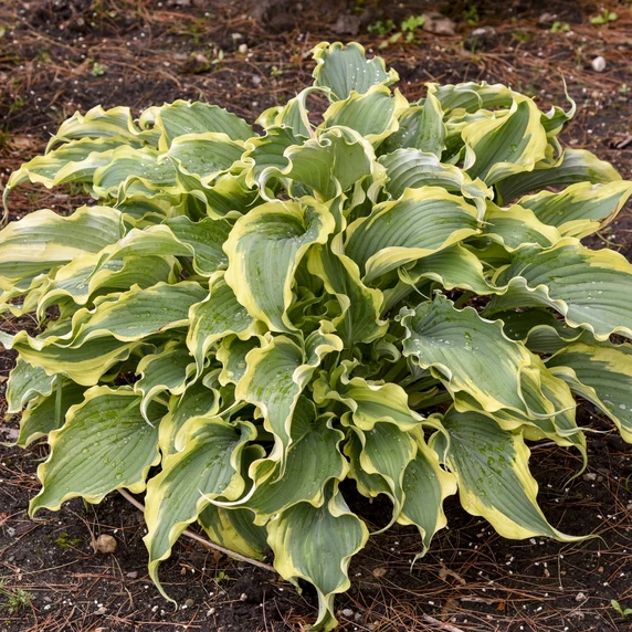 Image Credit: Walters Gardens, Inc