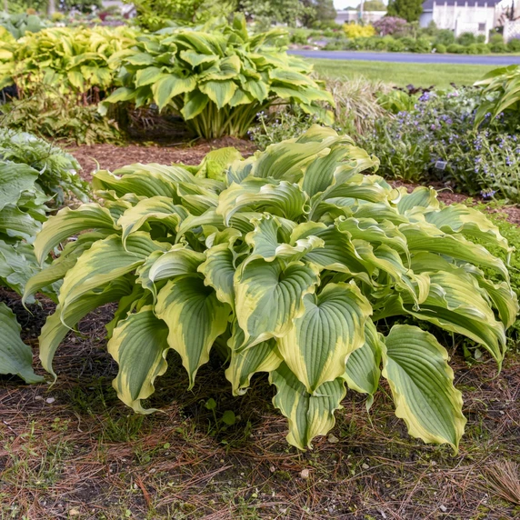 Image Credit: Walters Gardens, Inc