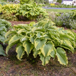 Image Credit: Walters Gardens, Inc