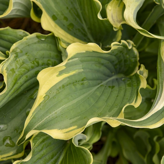 Hosta Shadowland 'Voices in the Wind' - image 4