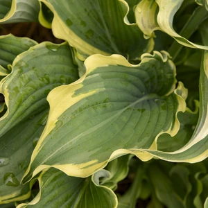 Hosta Shadowland 'Voices in the Wind' - image 4