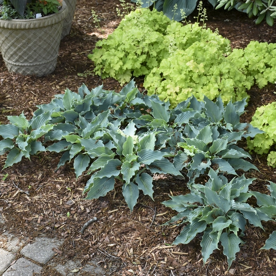Image Credit: Walters Gardens, Inc