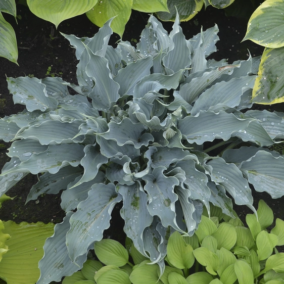 Image Credit: Walters Gardens, Inc