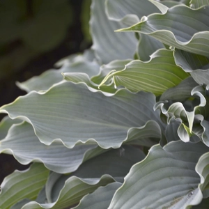 Image Credit: Walters Gardens, Inc